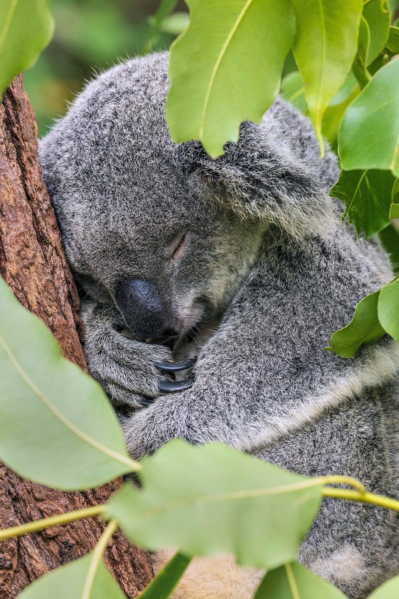 Napping Benefits